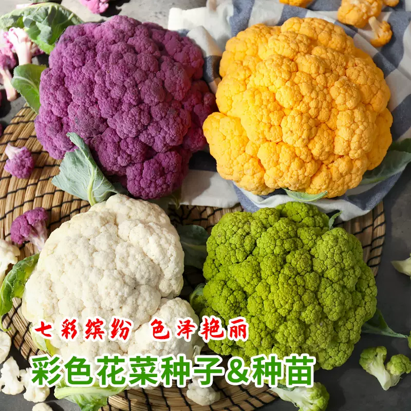 稀有彩色花椰菜种子白黄绿紫花菜菜花宝塔菜西兰花盆栽蔬菜