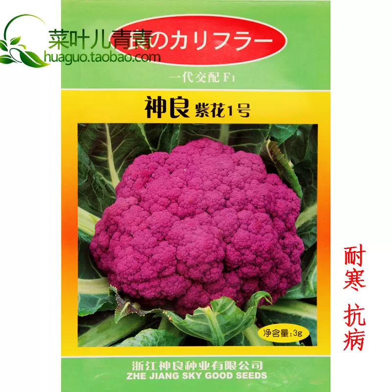 紫色花椰菜种子早熟种籽孑耐寒抗病菜种松花菜秧苗菜