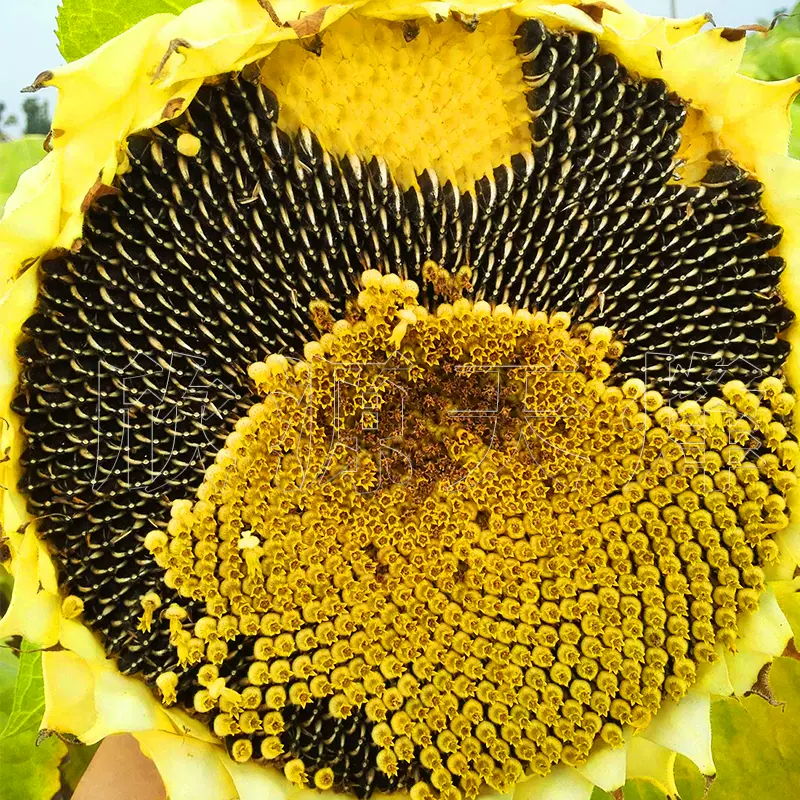 向日葵种籽葵花籽可种瓜子种子种苗特大食葵四季阳台