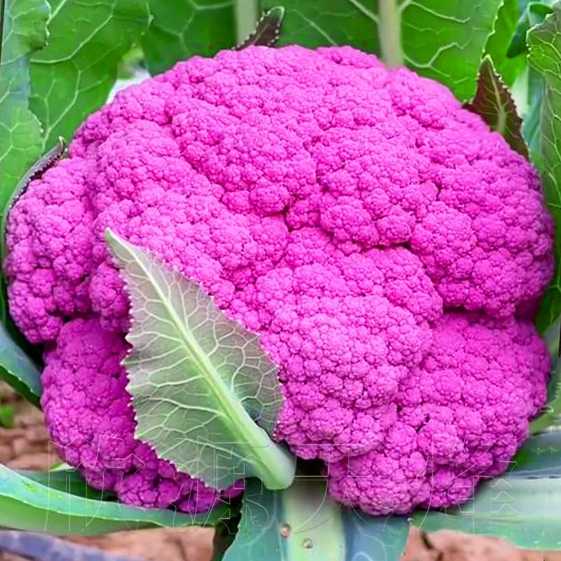 紫色花椰菜种子特色有机花菜菜花种籽春秋季四季阳台蔬菜种孑