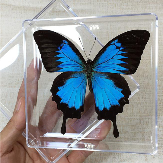 Angel's Wings 本物の蝶の標本 Amazon | Morpho Menelaus,Morpho Didius、蝶の昆虫標本、本物の蝶の