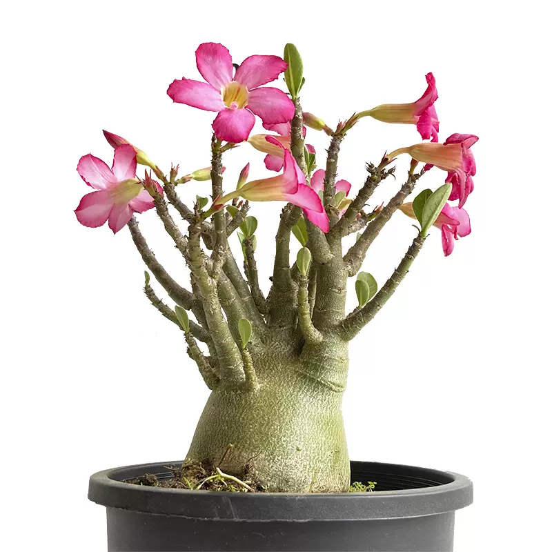 塊根植物 Commiphora orbicularis commiphora orbicularis #塊根#塊根植物#塊根植物のある暮らし