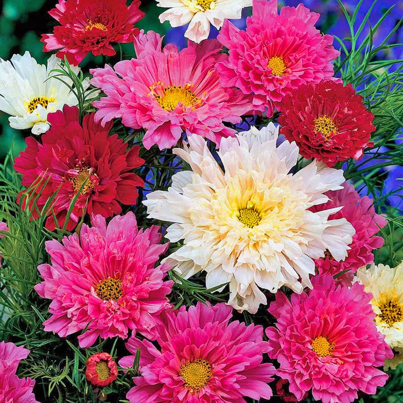 夏夏花店 Tm 新品 重瓣波斯菊进口格桑 夏夏花店 Tm 新品 重瓣波斯菊进口格桑