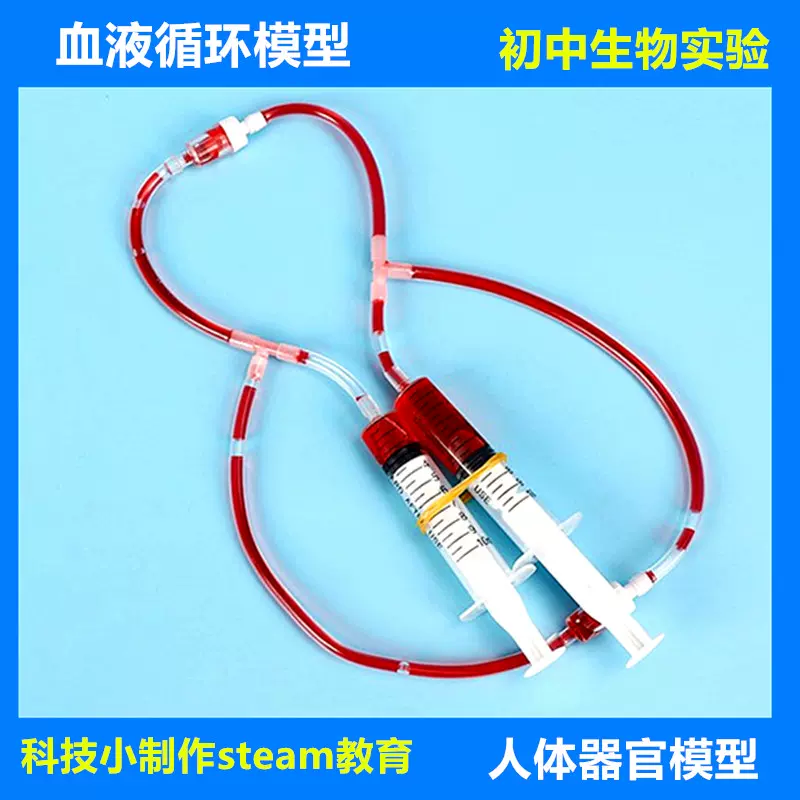 DIY血液循環模型體循環肺循環教學套件初中生物科學實驗男女性通用