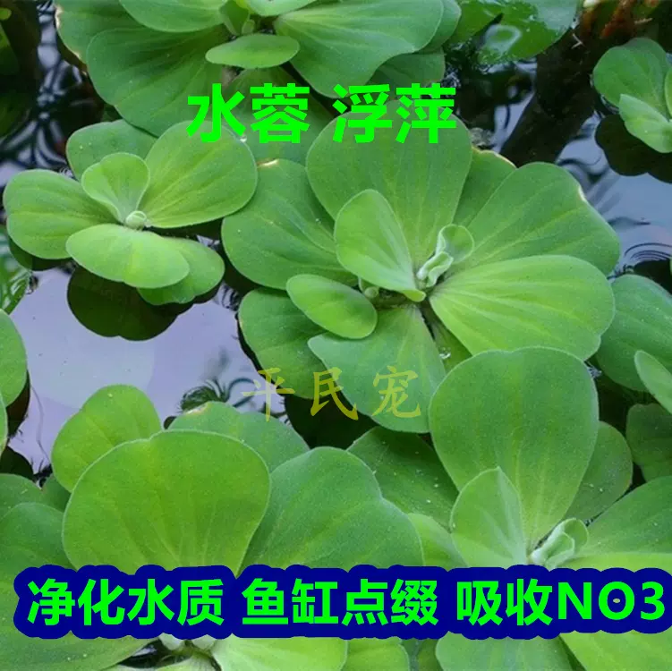 水草缸鱼缸水芙蓉浮萍吸收no3虾缸水草活体鱼缸水草水族