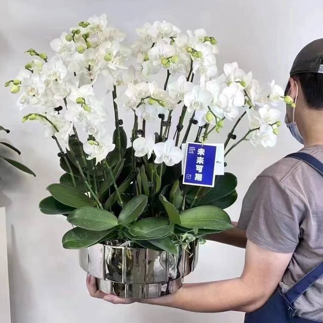 Foreign trade Light luxury Nordic Simple Bright Light Silver Net Red Creative Electro -Plated Ceramics Flower Basin Phalaenopsis Pot
