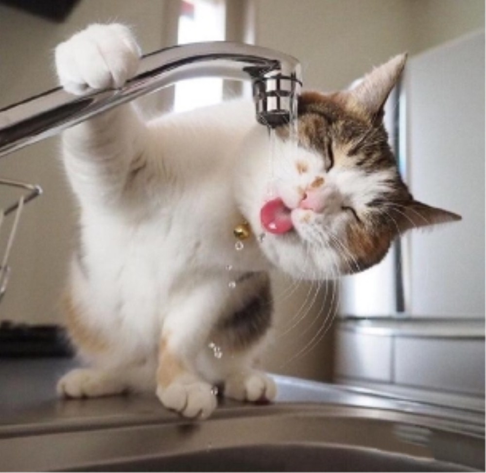 猫咪“怪癖”行为大剖析