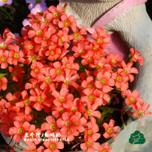 
Sorrel cake series, early flowering potted bulbs, small orange cake, pumpkin cake, tall orange wrinkle cake, large cake, good for growing autumn plants.