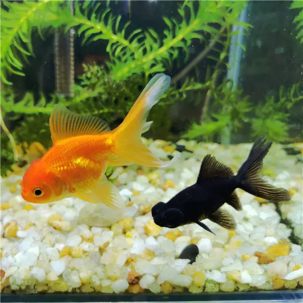 金魚冷水魚淡水魚觀賞魚好養耐養草金魚紅鯽魚小型魚包郵包損魚苗 Taobao