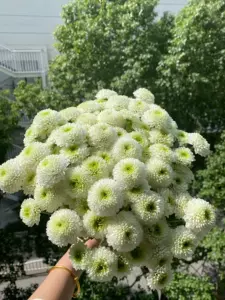 小菊鮮花- Top 500件小菊鮮花- 2024年4月更新- Taobao