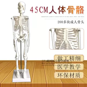 人骨标本- Top 50件人骨标本- 2024年5月更新- Taobao
