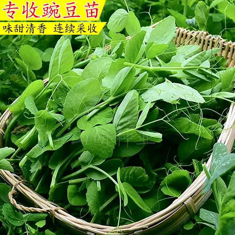 无须碗豆尖子豌豆种籽肥仔豌豆苗种龙须菜蔬菜