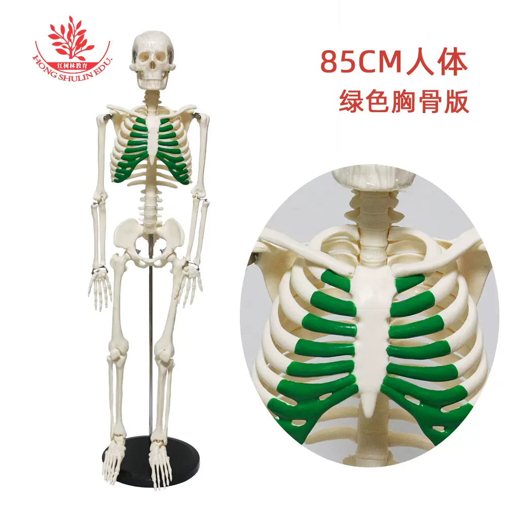 绿色胸骨版人体85cm骨骼模型医学仿真教学器材医用骷髅骨架标本-Taobao