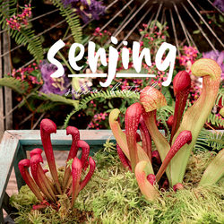 Sarracenia nine-tails/Solid skin, easy to maintain, waterlogging and disease resistance/Recommended for beginners, carnivorous plants, foliage, green plants, interesting potted plants
