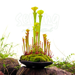 Gorgeous yellow Sarracenia classic variety/native carnivorous plant foliage potted plant