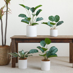 Ladylike Apple Taro Plant Artificial Greenery Nordic ins Fake Flower Potted Set Living Room Desktop Decoration