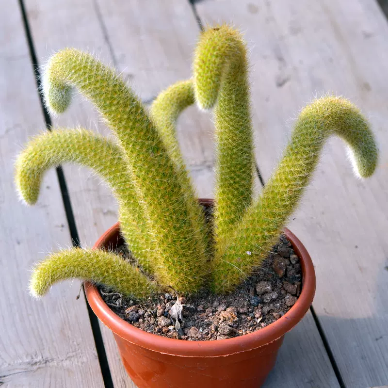 猴尾柱仙人掌盆栽长毛奇趣植物垂吊植物软毛猴尾巴开花九尾狐多肉 Taobao