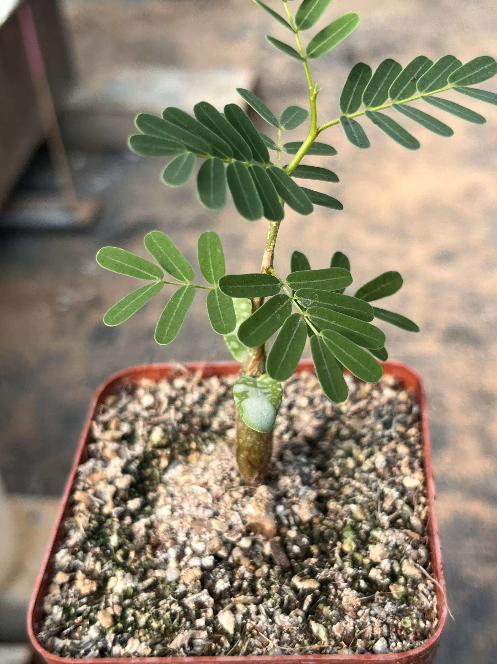 c232 珍奇植物 球根植物 開花株 Haemanthus crispusハエマンサス 珍奇