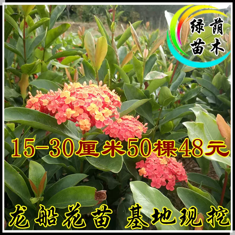 龍船花苗龍船花小苗百日紅茉莉花苗梔子花苗毛杜鵑紅繼木