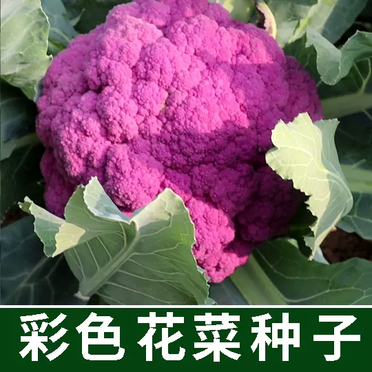 西兰花种籽菜花花椰菜种子紫花宝塔菜种子彩色花菜种籽蔬菜