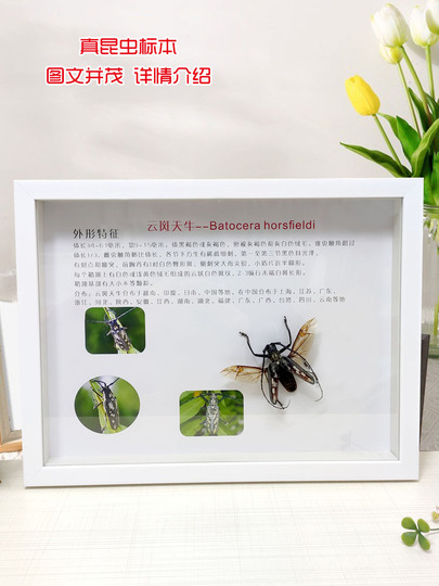 本物の昆虫標本アート - トンボ、クワガタ、植物ディスプレイ