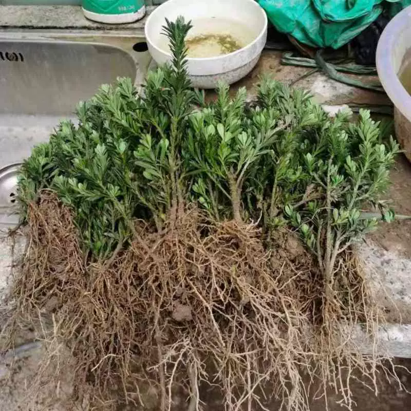 罗汉松树苗南通雀舌小米叶黑珍珠盆景素材小苗四季常青