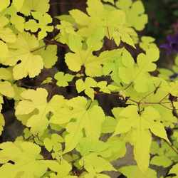 Little Gardener's Summer Time Golden Leaf Snake Grape Leaf and Fruit Climbing Plant Potted Seedlings