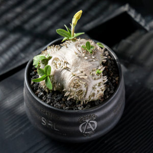 
[Pu Yuan] Pachypodium brevicaule, yellow flower Ebisu Xiao, potted plant trend wealth luck tuber
