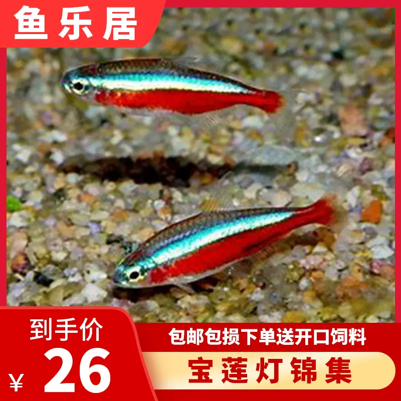寶蓮燈魚紅綠燈羣遊魚觀賞魚巴西熱帶魚小型淡水魚苗大號好養包郵 Taobao