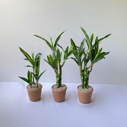 Artificial Bamboo Decoration, Lucky Bamboo Small Potted Plant, Indoor Desktop Fake Bamboo Ornament, Living Room Fake Flower Decoration
