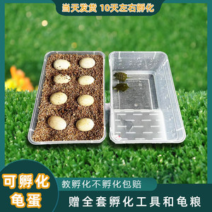 Turtle eggs can incubate set Students feeding pet vermiculite incubator, turtle turtle, Brazilian turtle fertilized egg insulation incubation