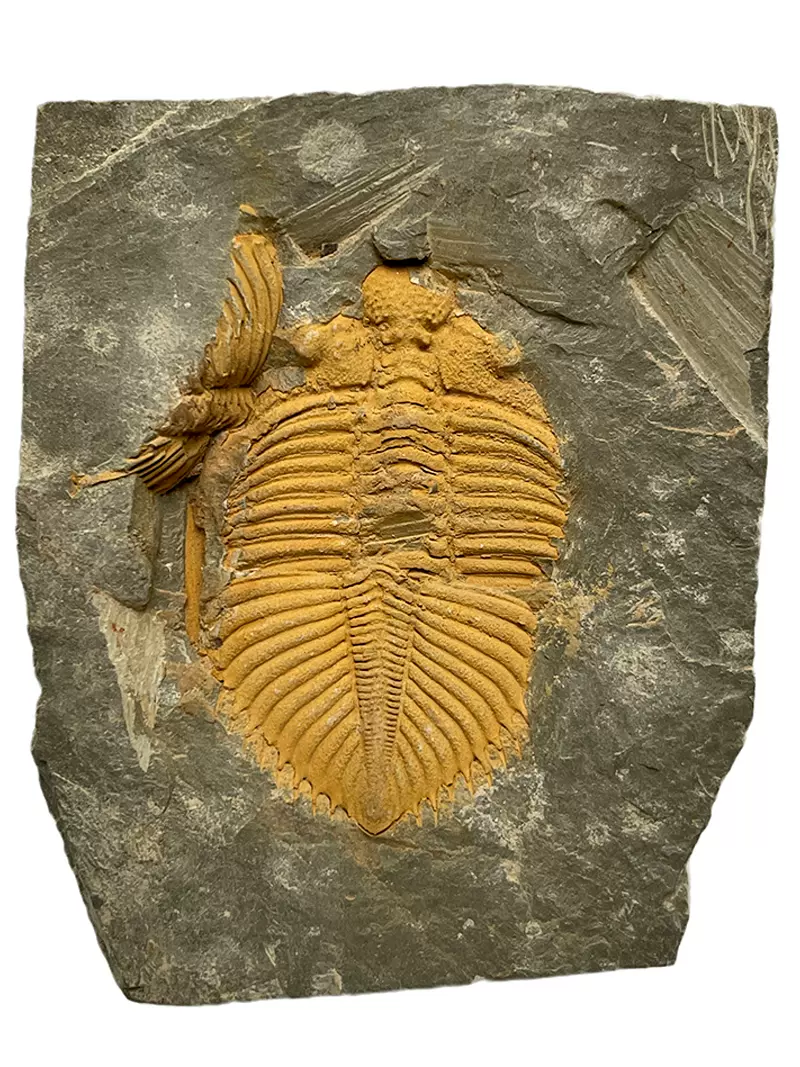 天然古生物王冠三叶虫化石标本儿童地质科普教学教具菊石动物化石-Taobao