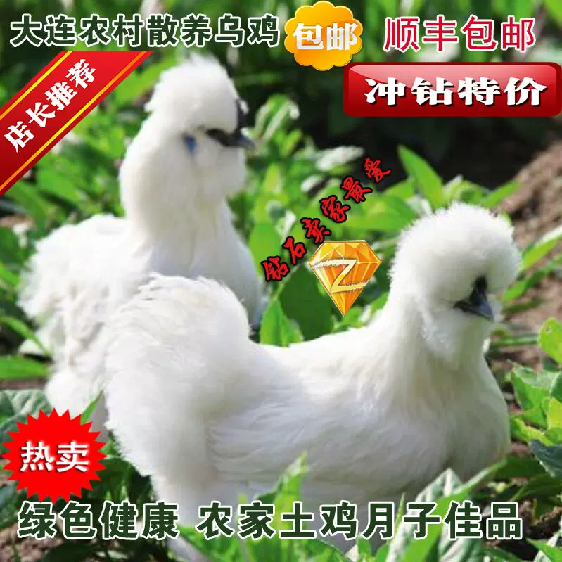大連農家散養新鮮烏骨雞笨雞土雞烏骨雞湯月