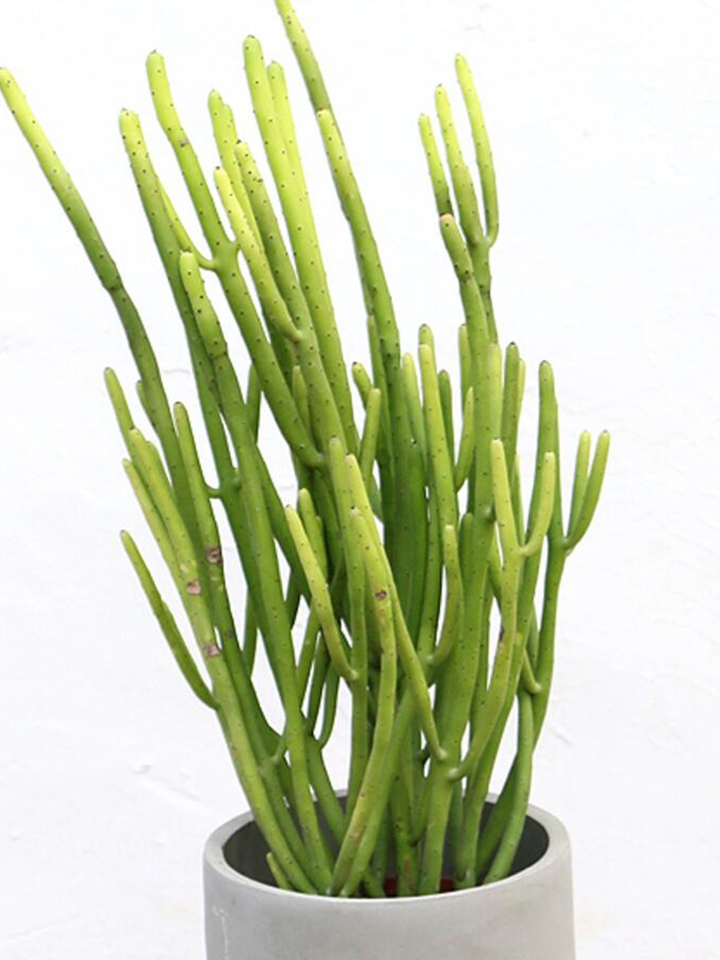 金叶子花卉光棍树多肉净化空气