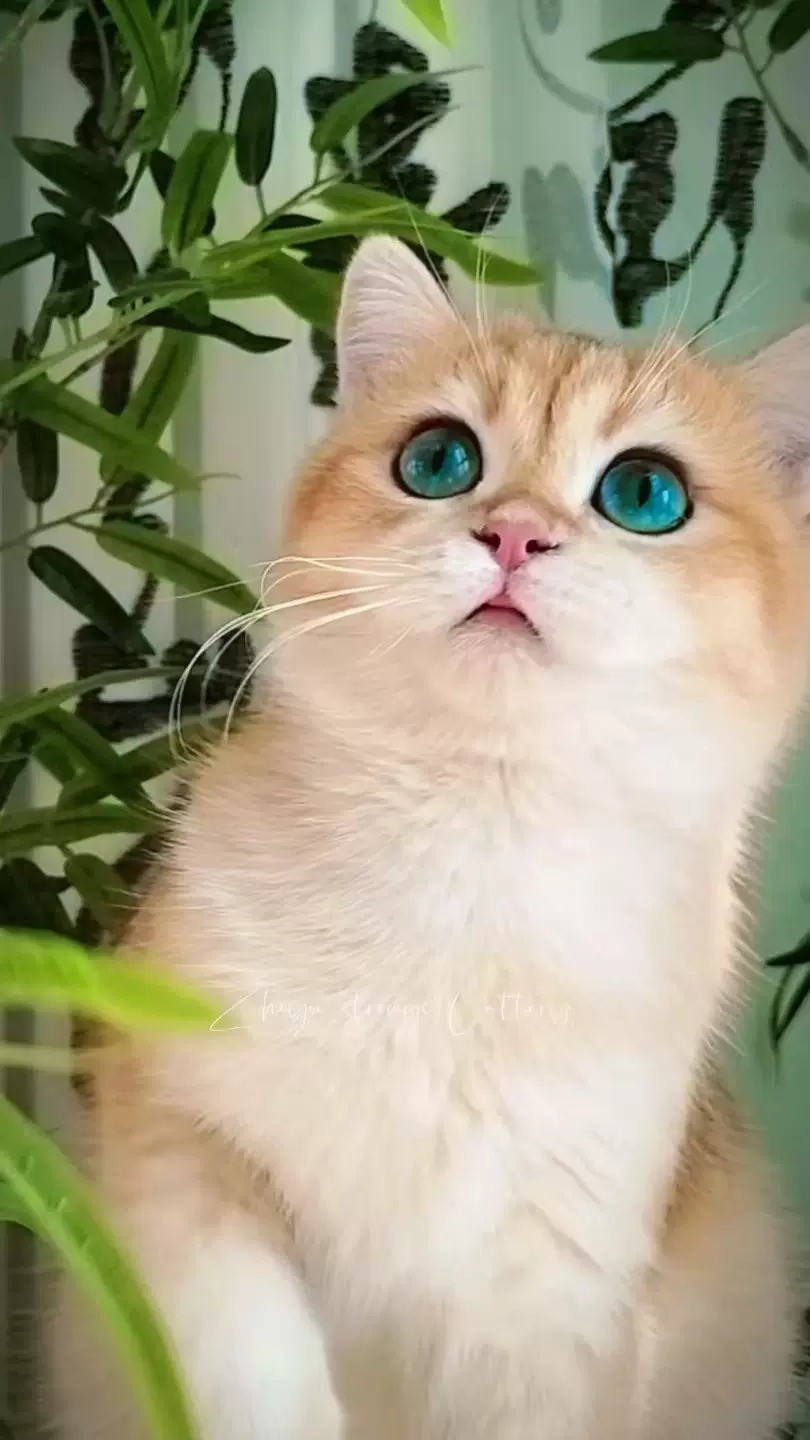 北京高端繁育巧克力金渐层金虎斑by24短毛英短成猫赛级猫WCF猫舍