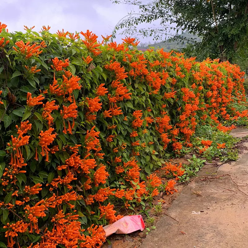 爬藤植物炮仗花苗盆栽四季常绿爬藤植物攀爬庭院围墙垂吊鞭炮花苗-Taobao