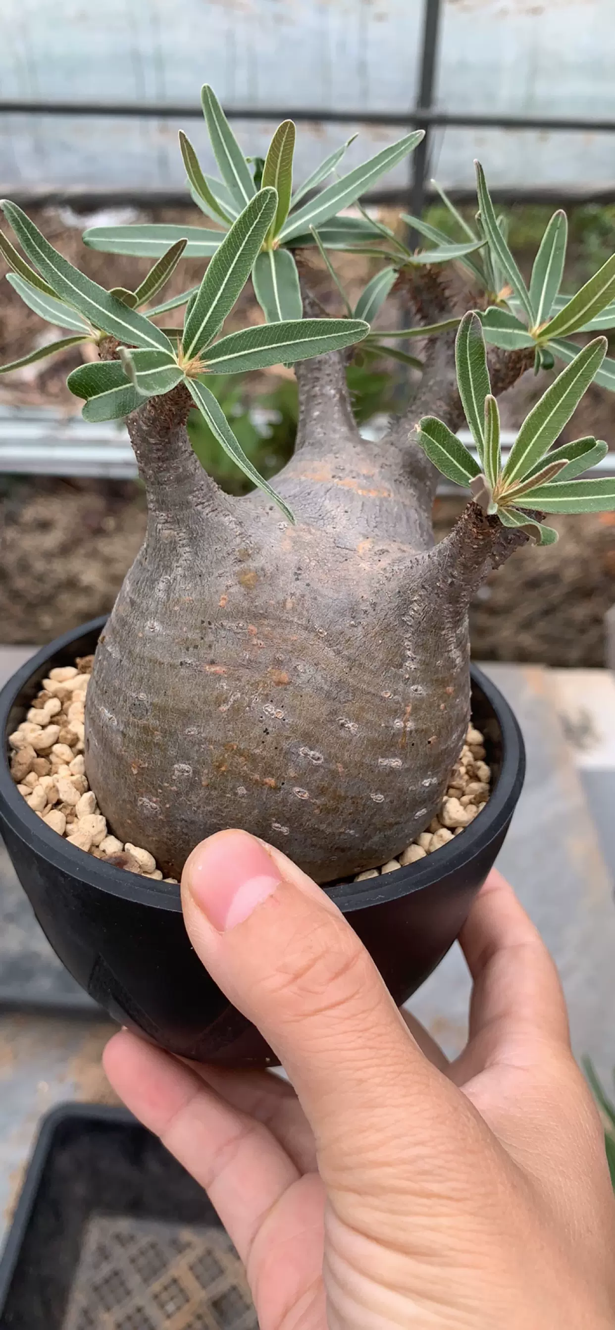 塊根植物euphorbia namibensisユーフォルビアナミベンシス N29 多肉