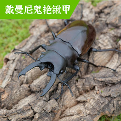 Makino Insect Society Daimani's ghostly beauty and stag beetle family support body
