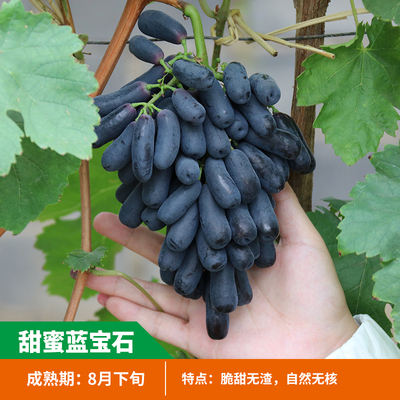 スイートサファイア 葡萄の苗木 - 大サイズ、結実性つる