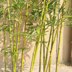 Outdoor Simulated Bamboo Landscaping Decoration Fake Bamboo Partition Retaining Wall Simulated Plant Hotel Bionic Bamboo Landscaping