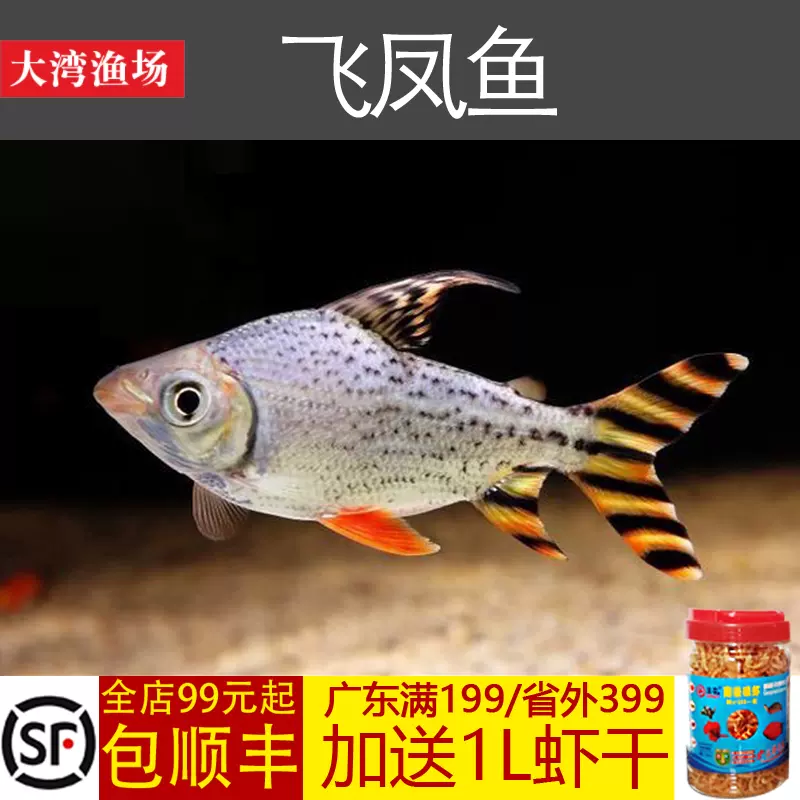 大灣漁場 飛鳳魚側線鯽金鳳銀鳳紅鰭清道夫金龍紅龍搭配魚活體 Taobao