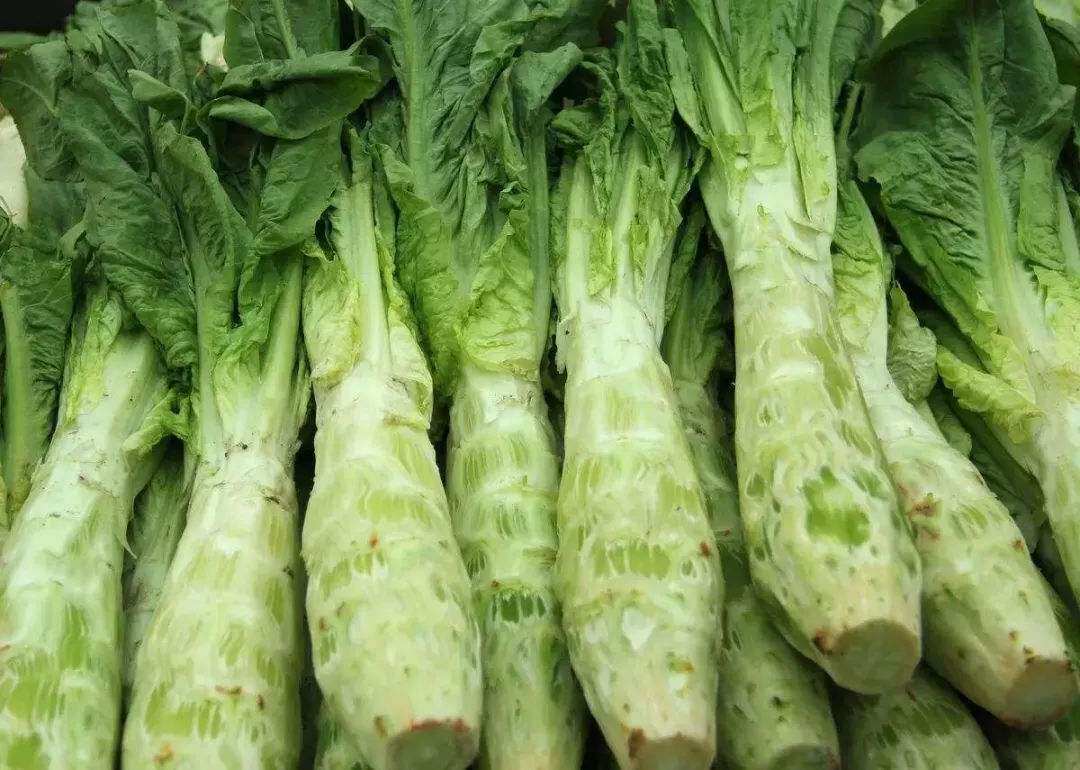 生菜油麦菜莴笋其实都是一种菜