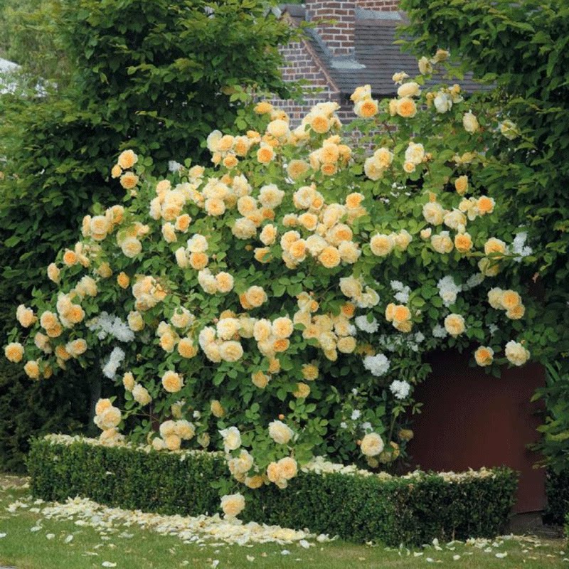 号称"开花机器"的月季品种,让你美个够 - 美优享 - 美丽优品分享好站