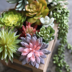 Simulated succulent plant potted cactus desert artificial artificial flower climbing pet indoor home table decoration ornaments
