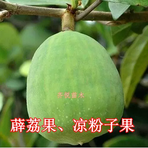 薜荔果子薜荔藤果實藥材新鮮壁澄霞木蓮果涼粉果木 薜荔果子薜荔藤果實藥材新鮮壁澄霞木蓮果涼粉果木