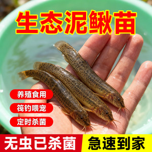 
Fresh loach seedlings for feeding pets, fishing arowana live bait, turtle feed, breeding freshwater ornamental fish live seedlings