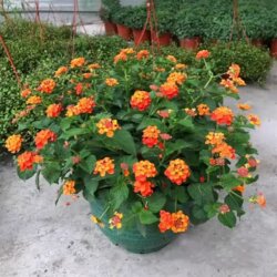 Five-Color Plum Bonsai, Malva, Heat-Resistant and Sun-Tolerant, Long-Flowering Period, Perennial Woody Plant for Balcony and Garden, Free Shipping