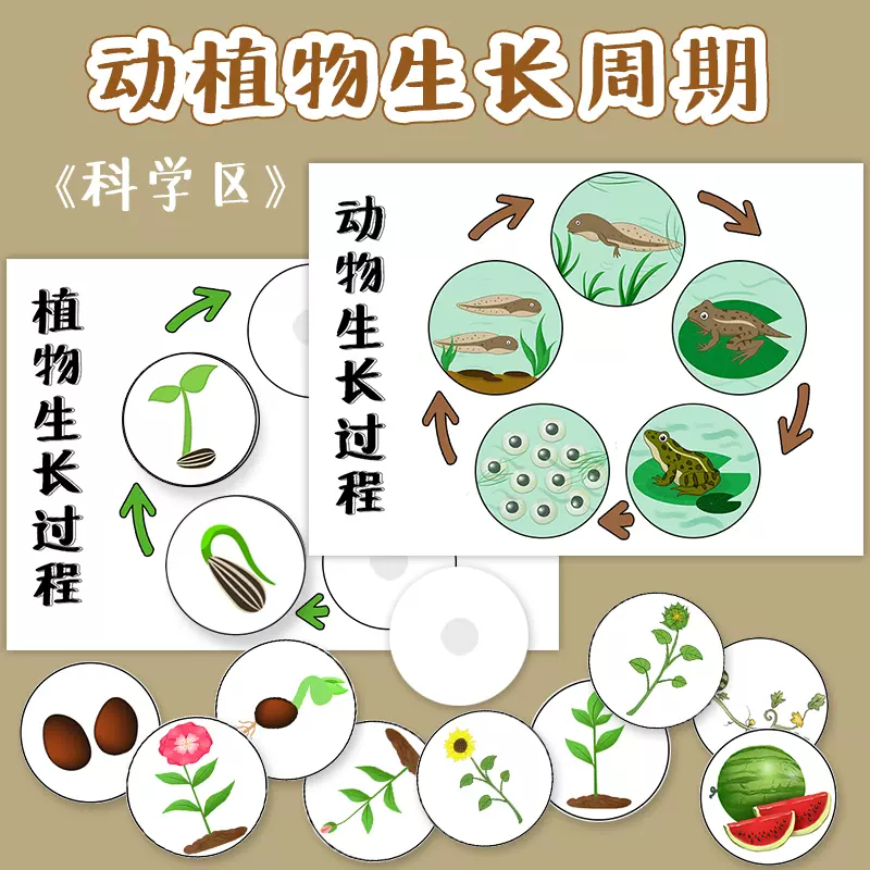 幼儿园科学区域逻辑游戏教玩具动植物成长周期观察生长过程包邮