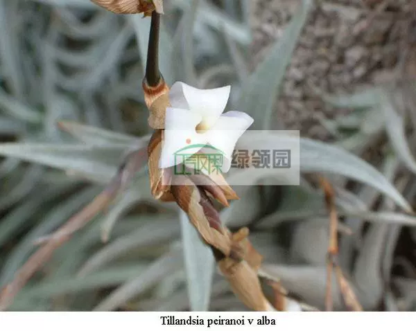 空氣鳳梨【展示】Tillandsia peiranoi var.alba 小海螺變種- Taobao