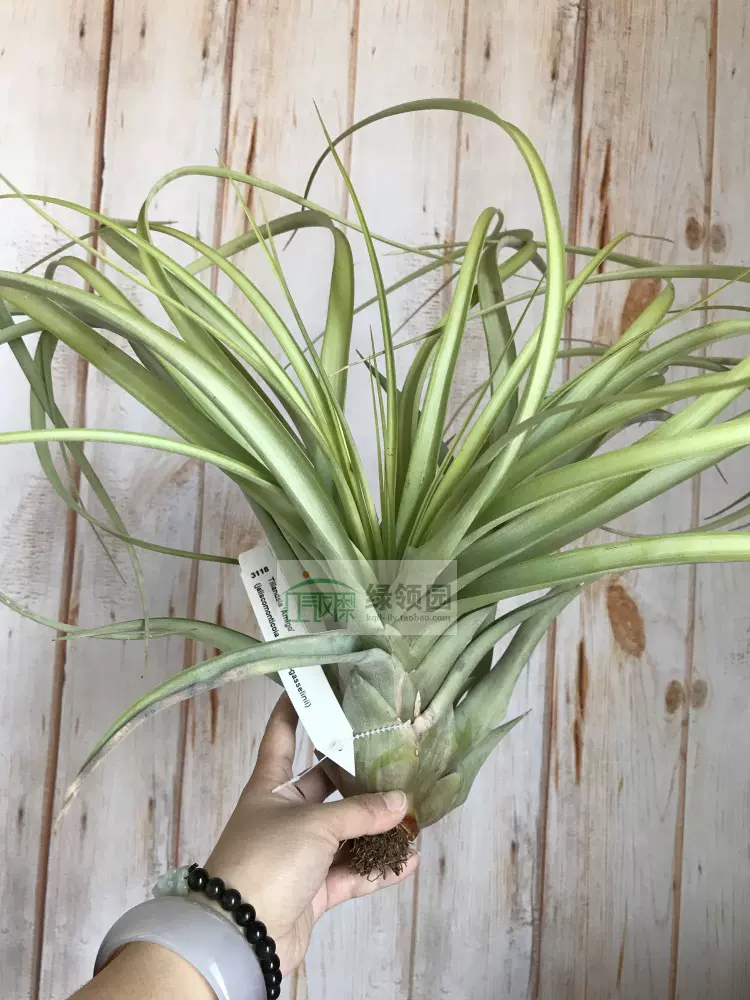 Tillandsia streptocarpa 'Fat Boy' チランジア・ストレプトカルパ